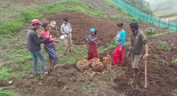 आलु बिक्री गर्न कोसेली घर सञ्चालन   